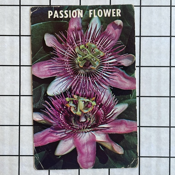 Vintage Florida postcards (6), postmarked from 1910, 1938, ca 1950's-1960's - Picture 13 of 14